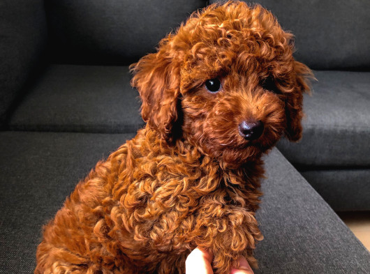 Erkek-Toy Poodle Ünlü Teddyni̇n Oğlu