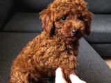 Erkek-Toy Poodle Ünlü Teddyni̇n Oğlu