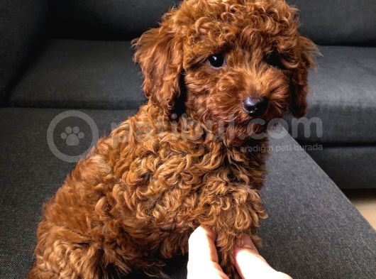 Erkek-Toy Poodle Ünlü Teddyni̇n Oğlu görsel