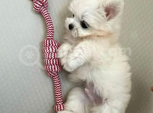 Mini Boy Maltese Terrier görsel