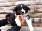 Dunyani̇n En Zeki̇ Irki Border Collie