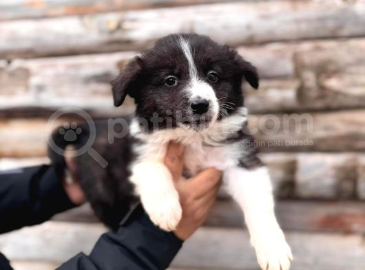 Dunyani̇n En Zeki̇ Irki Border Collie görsel