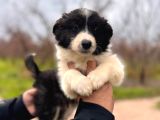Dunyani̇n En Zeki̇ Irki Border Collie
