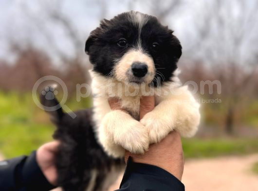 Dunyani̇n En Zeki̇ Irki Border Collie görsel