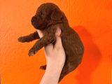 En Akıllı Apartman Köpeği A Scrli̇ Toy Poodle