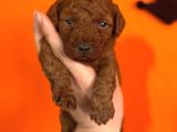 En Akıllı Apartman Köpeği A Scrli̇ Toy Poodle