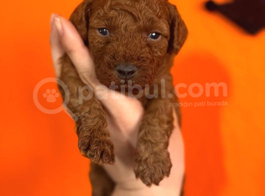 En Akıllı Apartman Köpeği A Scrli̇ Toy Poodle görsel