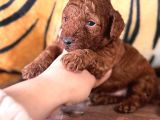 En akıllı apartman köpeği a SCRLİ toy poodle