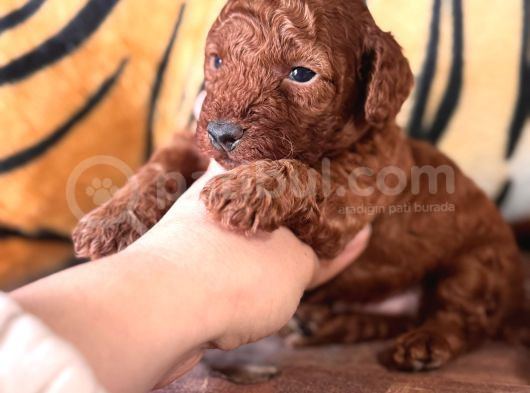En Akıllı Apartman Köpeği A Scrli̇ Toy Poodle
