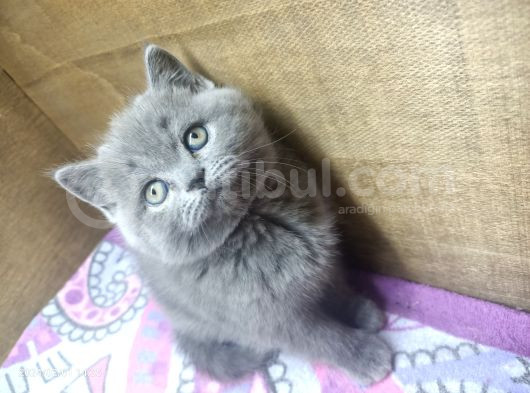 Safkan Oyuncu Bebekler görsel