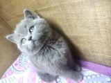 Safkan oyuncu bebekler
