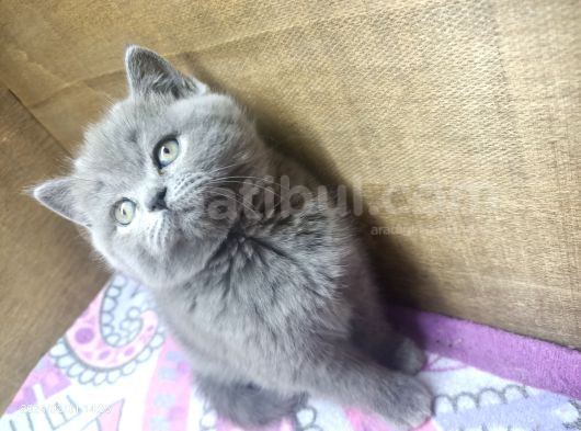Safkan Oyuncu Bebekler