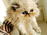 Himalaya safkan İran Persian yavrum