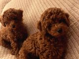 Evde Doğum Toy Poodle Yavrulari