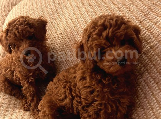 Evde Doğum Toy Poodle Yavrulari görsel