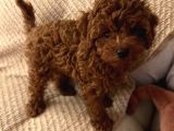 Evde Doğum Toy Poodle Yavrulari
