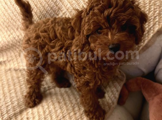 Evde Doğum Toy Poodle Yavrulari görsel