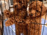 Evde Doğum Toy Poodle Yavrulari