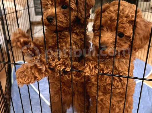 Evde Doğum Toy Poodle Yavrulari görsel