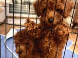 Evde Doğum Toy Poodle Yavrulari