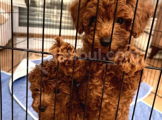 Evde Doğum Toy Poodle Yavrulari görsel