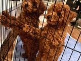 EVDE DOĞUM TOY POODLE YAVRULARI