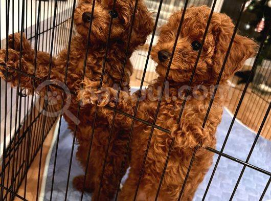 Evde Doğum Toy Poodle Yavrulari