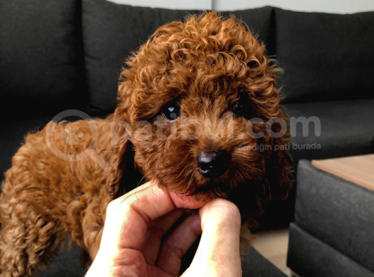 Erkek-Toy Poodle Ünlü Teddyni̇n Oğlu görsel