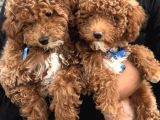 KIVIR KIVIR SAFKAN POODLE YAVRULARI