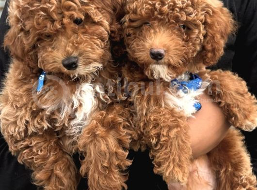 Kivir Kivir Safkan Poodle Yavrulari