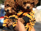 ORİJİNAL TEACUP POODLE YAVRULAR