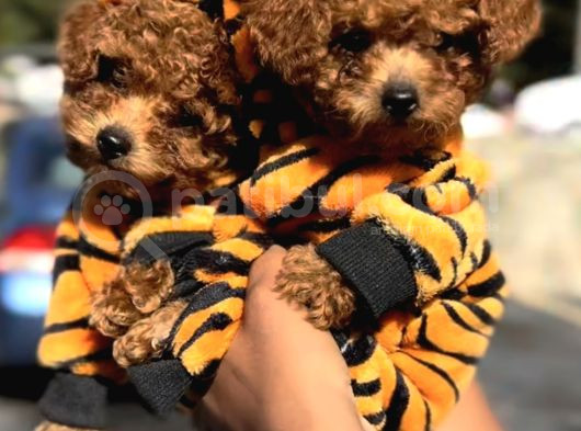 Ori̇ji̇nal Teacup Poodle Yavrular