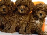 EVİNİZE ŞENLİK TOY POODLE BEBEKLER
