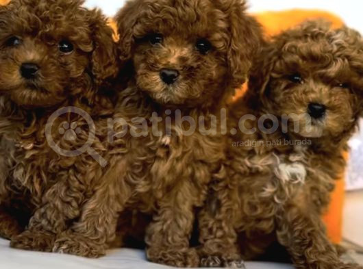 Evi̇ni̇ze Şenli̇k Toy Poodle Bebekler