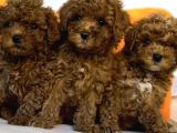 Evi̇ni̇ze Şenli̇k Toy Poodle Bebekler