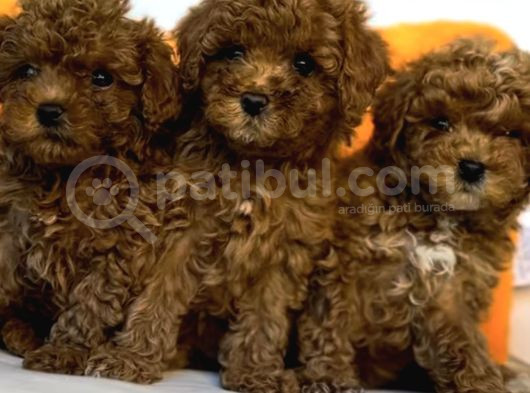 Evi̇ni̇ze Şenli̇k Toy Poodle Bebekler görsel