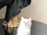 Hari̇ka Mavi̇ Göz Rengi̇nde Bri̇ti̇sh Shorthai̇r Si̇lver Poi̇nt