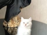 Hari̇ka Mavi̇ Göz Rengi̇nde Bri̇ti̇sh Shorthai̇r Si̇lver Poi̇nt