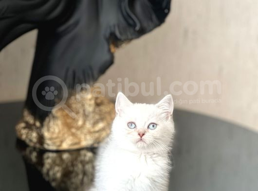 Hari̇ka Mavi̇ Göz Rengi̇nde Bri̇ti̇sh Shorthai̇r Si̇lver Poi̇nt görsel