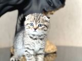 AYI SURAT SCOTTİSH FOLD TABBY YAVRUMUZ