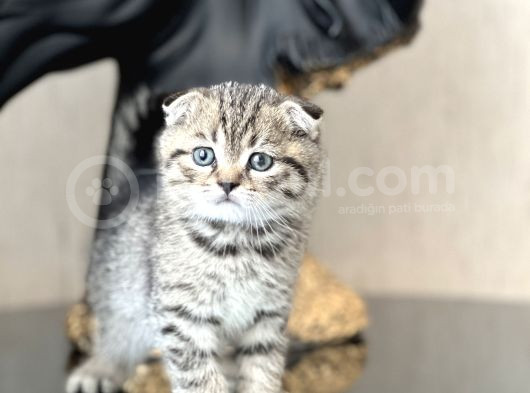 Ayi Surat Scotti̇sh Fold Tabby Yavrumuz