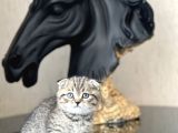 Ayi Surat Scotti̇sh Fold Tabby Yavrumuz