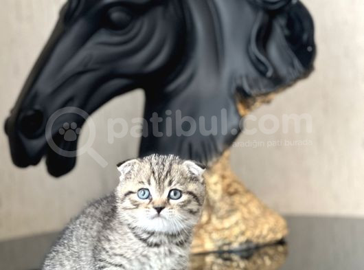 Ayi Surat Scotti̇sh Fold Tabby Yavrumuz görsel
