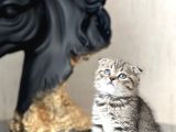 Ayi Surat Scotti̇sh Fold Tabby Yavrumuz