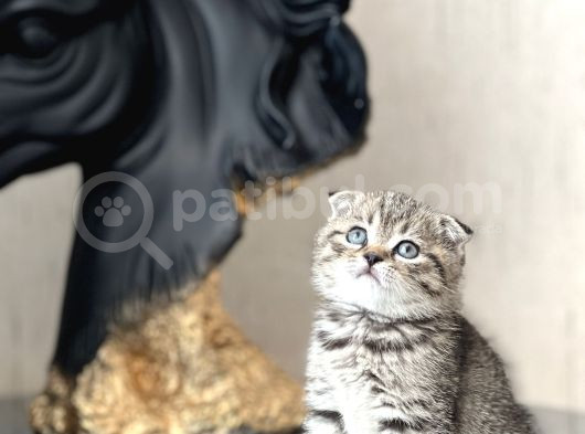 Ayi Surat Scotti̇sh Fold Tabby Yavrumuz görsel