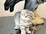Ayi Surat Scotti̇sh Fold Tabby Yavrumuz