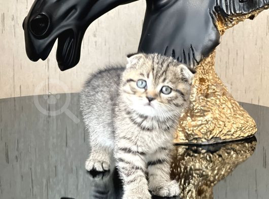 Ayi Surat Scotti̇sh Fold Tabby Yavrumuz görsel