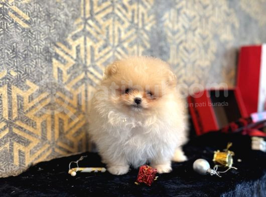 Mi̇ni̇ Boy Pomerani̇an Boo Bebekler