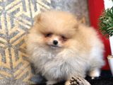 Mi̇ni̇ Boy Pomerani̇an Boo Bebekler