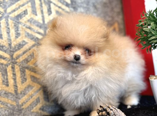 Mi̇ni̇ Boy Pomerani̇an Boo Bebekler görsel